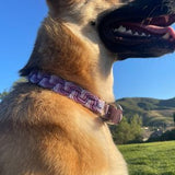 Lavender Fields Collar