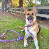 Lavender Fields Collar